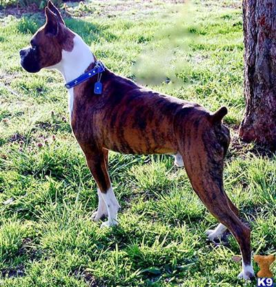 Stud Dogs - Boxer